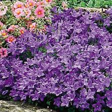 Bellflower Campanula Hybrid My Garden Life Shade Plants Shade Garden Plants Front Yard Flowers
