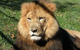 Hours may change under current circumstances Visit The Wild Animal Safari In Pine Mountain Ga Pine Mountain