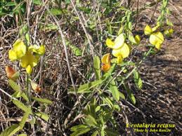 Image result for Crotalaria recta