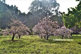 Banksia Park In Bulleen Flowering Cherry Tree Park Vegetable Farming