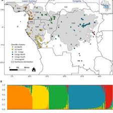 Image result for Staudtia