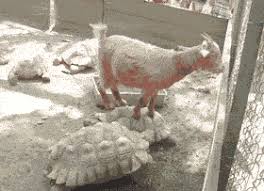 A second woman who stepped out of the car to help fend off the injured woman was taken to hospital and the park was shut down while an investigation into the incident was launched. Vandals Burn Down Sweden S Gigantic Gavle Christmas Goat Yet Again