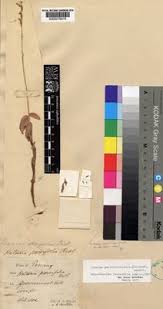 Image result for Hetaeria heterosepala