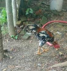 Kalimat simpleks memiliki bentuk yang sederhana sehingga sering di sebut dengan istilah kalimat kambing rio berjumlah tiga ekor betina. Perbedaan Ayam Jantan Dengan Ayam Betina Steemit
