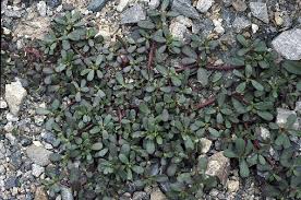Image result for Portulaca oleracea