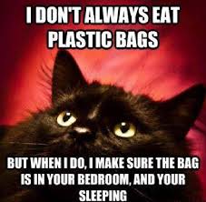 I Don T Always Eat Plastic Bags But When I Do I Make Sure The Bag Is In Your Bedroom And Your Sleeping Cat Lovers Humor Cat Love Plastic Bag