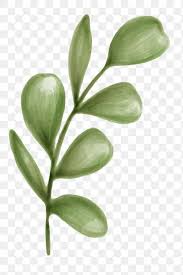 Download Premium Png Of Hand Drawn Green Leaves Transparent Png 2032942 Green Leaf Background Green Leaves Leaf Illustration