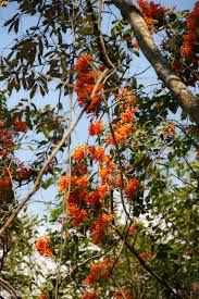 NAKHON RATCHASIMA Province