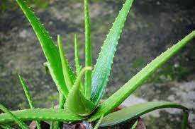 Siguiendo este concepto, el feng shui considera que esta planta es un símbolo de equilibrio y un talismán protector. Aloe Vera La Planta Medicinal Mas Poderosa Descubrela