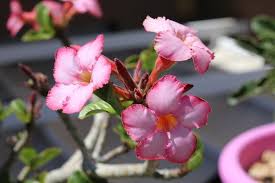We did not find results for: Rosa Del Desierto Planta Tropical De Una Forma Peculiar