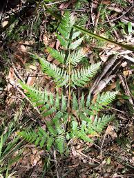 Image result for Pteridium