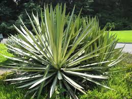 Image result for Agave sisalana