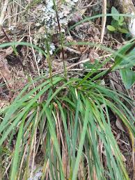 Image result for Costularia