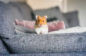 Cats don't get along with hamsters. Can Hamsters Eat Grapes Vet Explains Pets