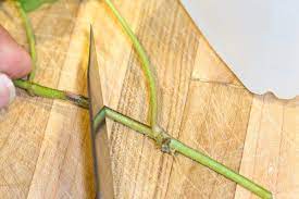 How To Propagate Ivy Plants Hunker Ivy Plants Ivy Plant Indoor Propagation