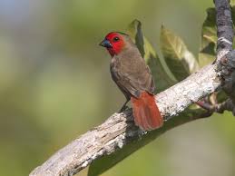 Image result for Pycreus melas