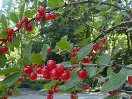 Image result for Prunus