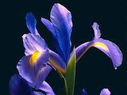 Purple Or Blue Iris Blue Iris Flowers Iris Flowers Purple Iris