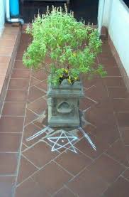 Tulasi Plant Lord Krishna S Favourite Tulsi Plant Tulasi Plant Thulasi Plant
