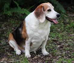 10 best (healthiest) dog foods for basset hounds in 2020. Why You Should Never Fat Shame Someone S Dog Anguspost