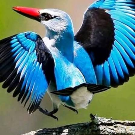 Rental SUV for a birdwatching road trip in Rwanda