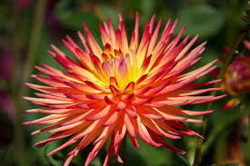 Tusentals nya, högkvalitativa bilder läggs till varje dag. 193 Best Cactus Dahlia Images Stock Photos Vectors Adobe Stock