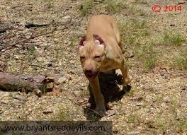 | @mount_ruckus_kennels #pitbull #fitdog #dogrun #slatmill #buckskin. Cream Buckskin Red Nose Pitbull Pit Bull Puppy Adba Ukc Registered For Sale In Adairsville Georgia Classified Americanlisted Com
