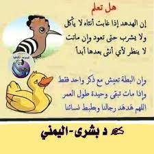 pin by mhn zakia on citations fun quotes funny funny arabic quotes simple love quotes