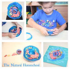 Read the definitions then label the diagrams. Parts Of The Animal Cell Printable Set The Natural Homeschool