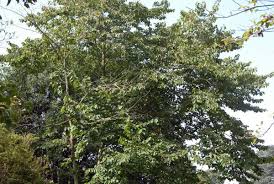 Image result for Alangium chinense