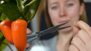 Paprika aussäen und mit diesem Trick schneller vorziehen