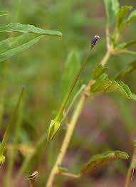 Image result for Monsonia angustifolia