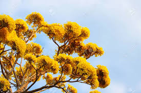 Check spelling or type a new query. The Showy Tabebuia Tree Announces Springtime In South Florida With Varieties That Flower In Pink Lavender Pink And Golden Yellow Stock Photo Picture And Royalty Free Image Image 31518209