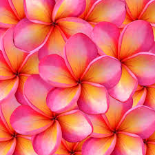 Frangipani Flower Beautiful Colours Tropical Flower Plants Plumeria Flowers Hawaiian Flowers