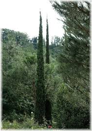 Mittelmeerzypresse Cupressus Sempervirens Pyramidalis Im Mein Schoner Garten Shop Cupressus Sempervirens Sempervirens Garden Shrubs