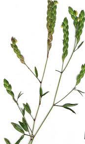 Image result for Zornia punctatissima