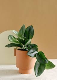 Image result for Vahadenia laurentii