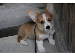 Why buy a corgi puppy for sale if you can adopt and save a life? Corgi Puppies For Adoption Corgi Puppies For Adoption Puppy Adoption Puppies