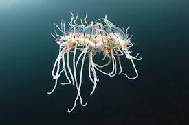 Flower hat jellyfish distribution, habitat, and ecology. Allure Of The Flower Hat Biographic
