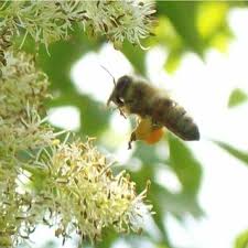 So it would take 1 bee 2000 days (but a bee only lives about 50 days). Pdf Honey Bee Interest In Flowers With Anemophilous Characteristics First Notes On Handling Time And Routine On Fraxinus Ornus And Castanea Sativa