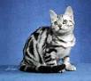 The 5 Tabby Cat Patterns - Catster