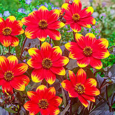 Buy dahlia seeds for a beautiful addition to your garden. Dahlias Dahlia Bulbs For Sale Breck S