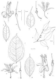 Image result for Rhaphiostylis