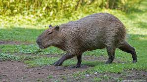 Este servicio gratuito de google traduce instantáneamente palabras, frases y páginas web del español a más de 100 idiomas y viceversa. Bymhthhfzsracm