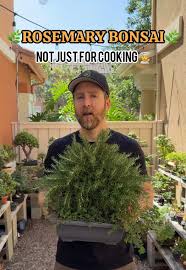 Image result for rosemary bonsai