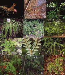 Image result for Gleichenia elongata