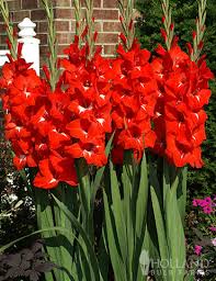 Image result for Gladiolus melleri