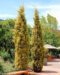 Image result for Cupressus sempervirens