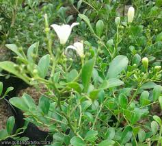 Salah satu pendana institusi modalku yang berasal dari luar negeri yang paling dominan, yaitu triodos investment management, sebuah perusahaan pendanaan yang fokus pada inklusi keuangan. 10 Jenis Nama Nama Bunga Yang Termasuk Tanaman Hias Outdoor Gudang Bibitku