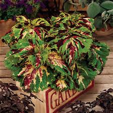 Image result for Coleus guerkei
